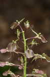 Brown widelip orchid <BR>Lily-leaf twayblade